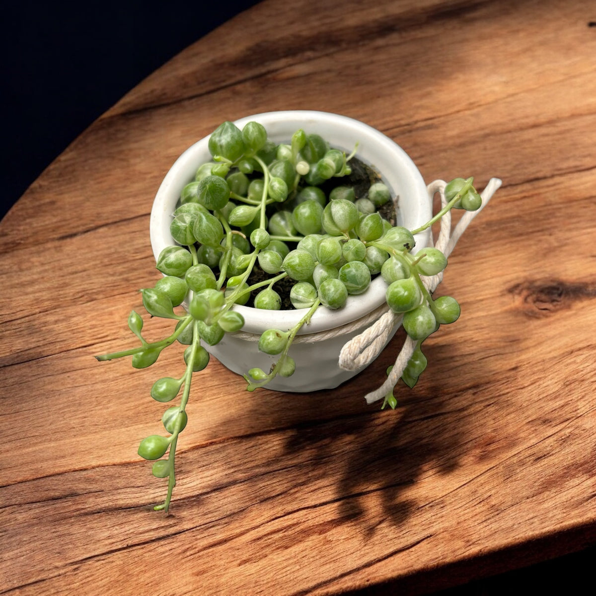 Senecio rowleyanus Variegata - baby plant