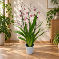 Oncidium Katrin Zoch 'Mieke' (pestrá) - vonné květy
