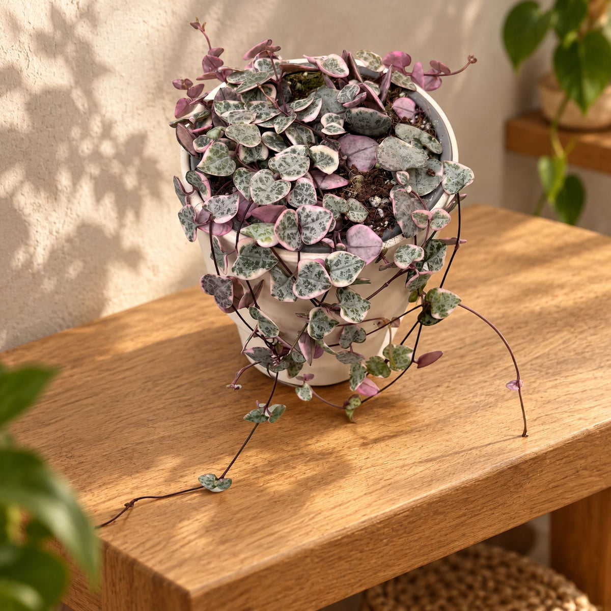 Ceropegia woodii 'Marlies' VARIEGATA -  String of hearts