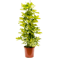 Schefflera arboricola 'Dalton' H100 cm