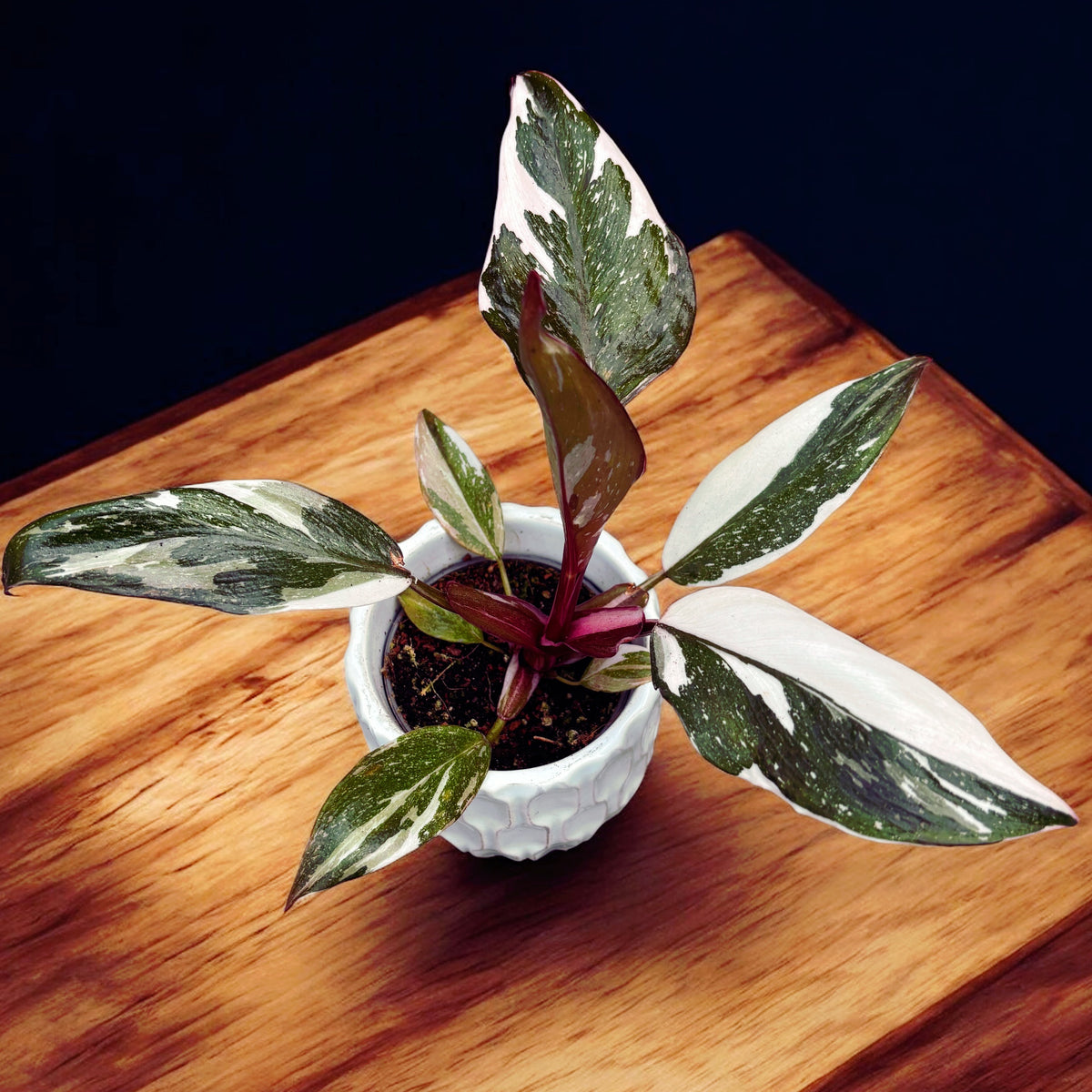 Philodendron 'Red Anderson' (baby plant)
