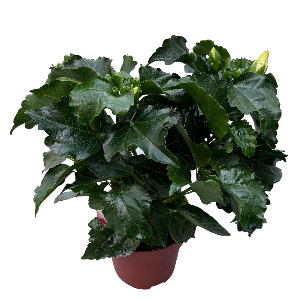 Hibiscus rosa-sinensis ‘Boreas Yellow’ – flori tropicale mari (2-3 plante/ghiveci)