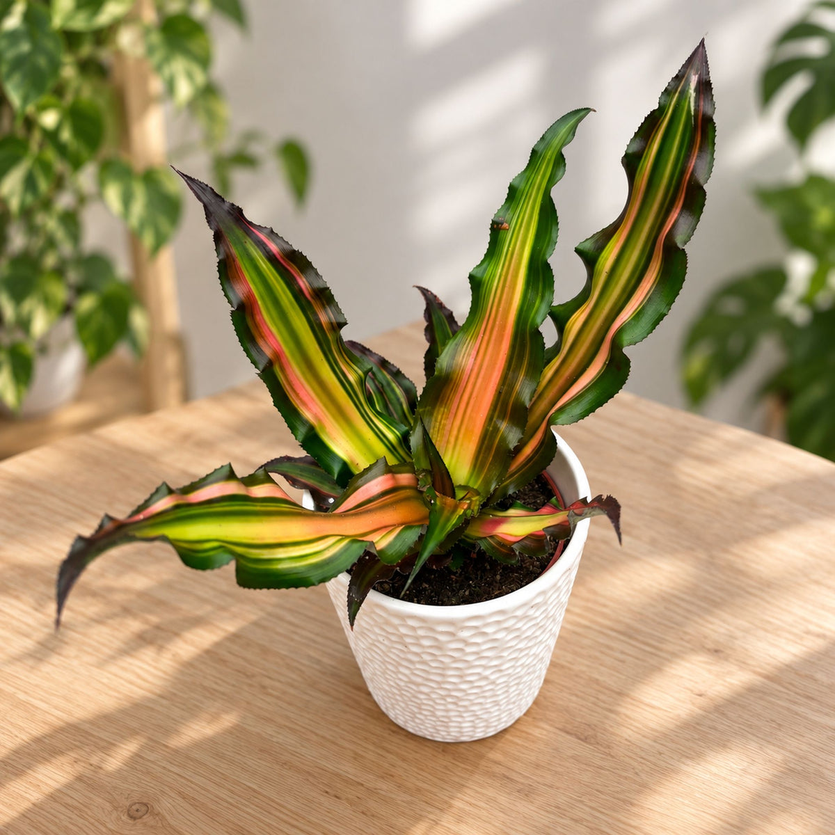 Cryptanthus 'Ti' ('Minnie Belle') - Steaua Pamantului cu frunze dungate