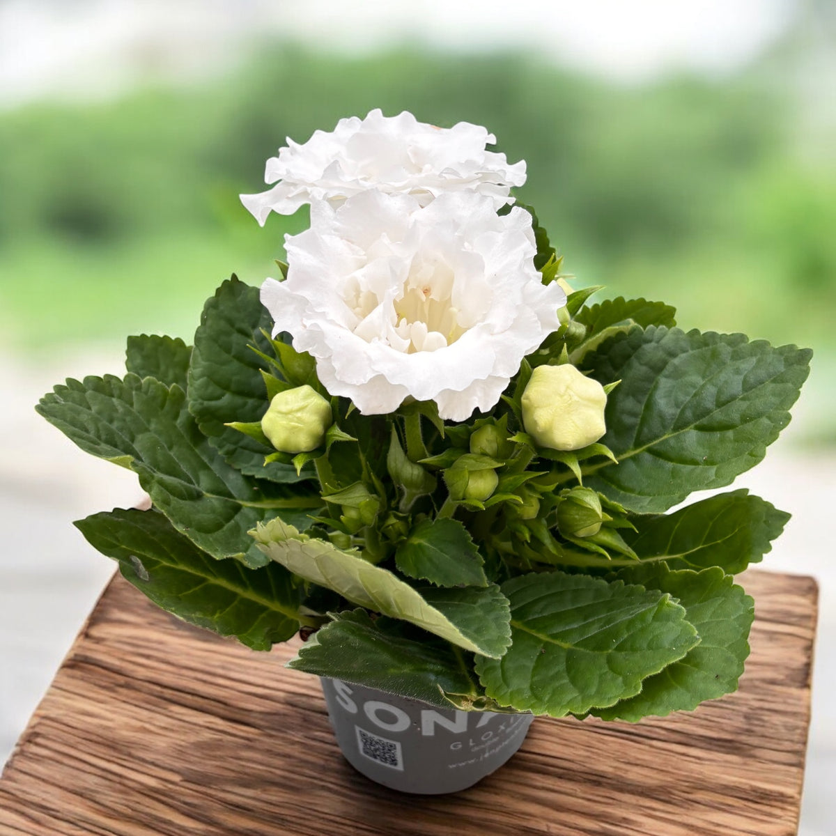 Gloxinie Weiß (Sinningia) mit doppelter weißer Blüte