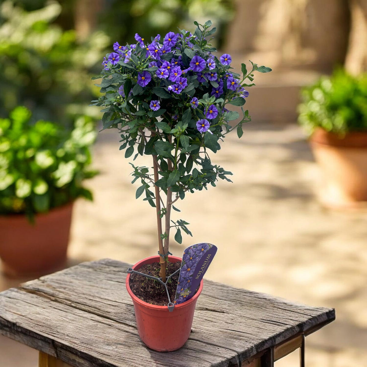 Lycianthes rantonnetii ‘Blue Fountain’