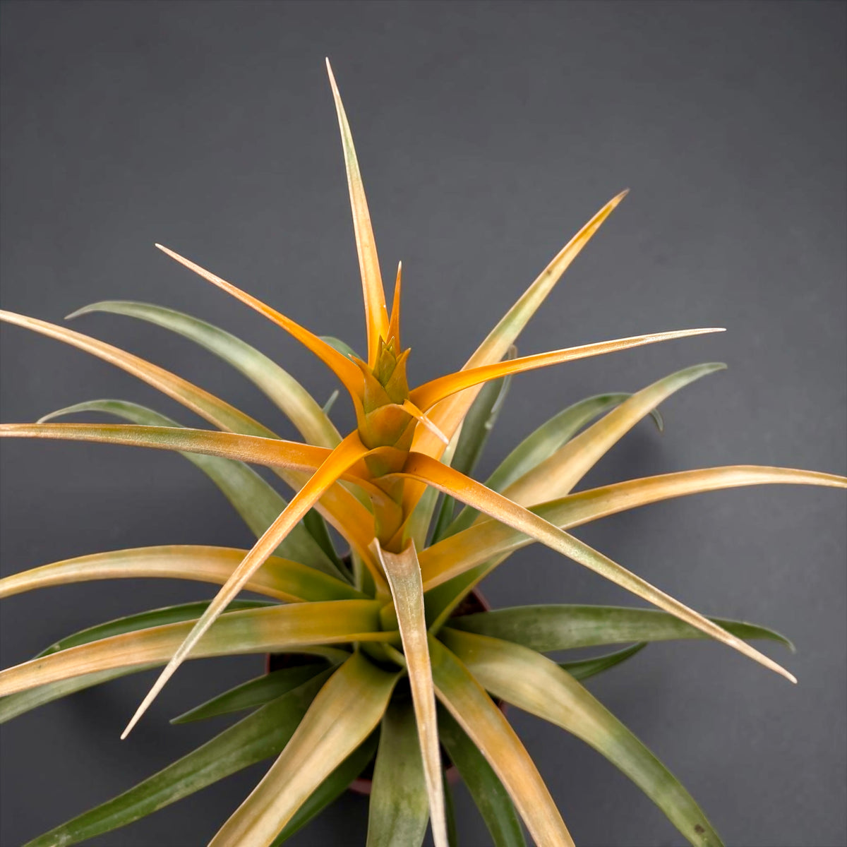 Tillandsia ‘Maya Gold’ – exotic air plant with decorative flowering