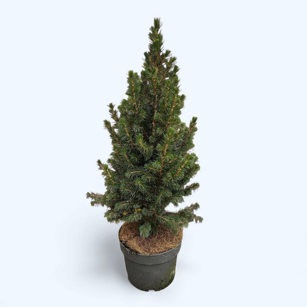 Picea glauca conica H60-65cm - Brad de Craciun in ghiveci