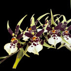 Oncidium (Cyrtocidium) Holm’s Wizard var. #11 - intensely fragrant