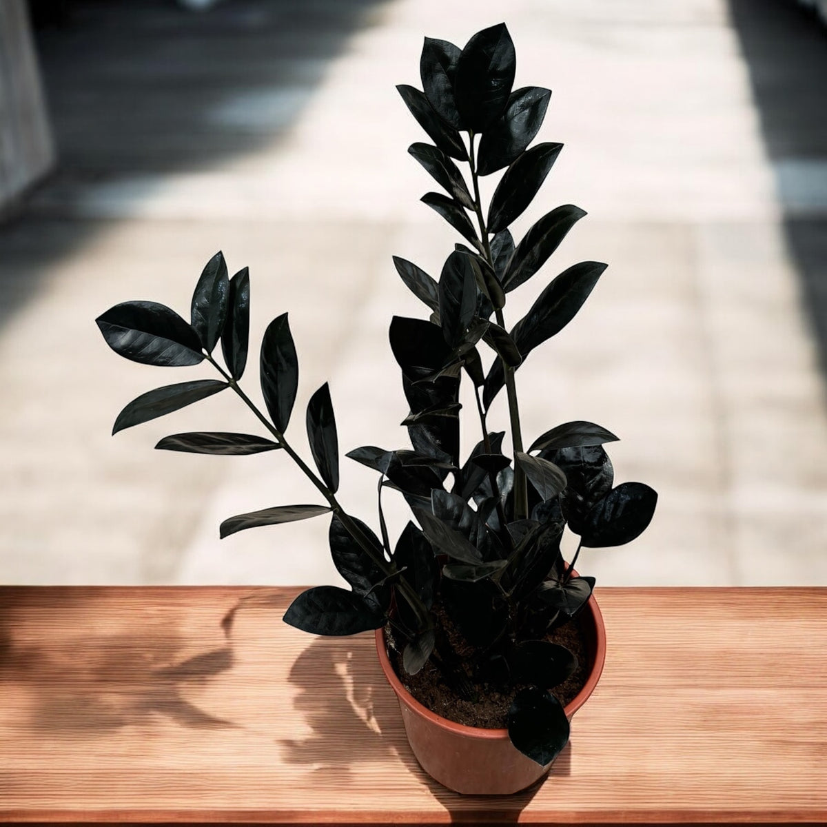 Zamioculcas zamiifolia 'Raven ZZ' ('Dowon') D14 - planta ZZ cu frunze negre lucioase