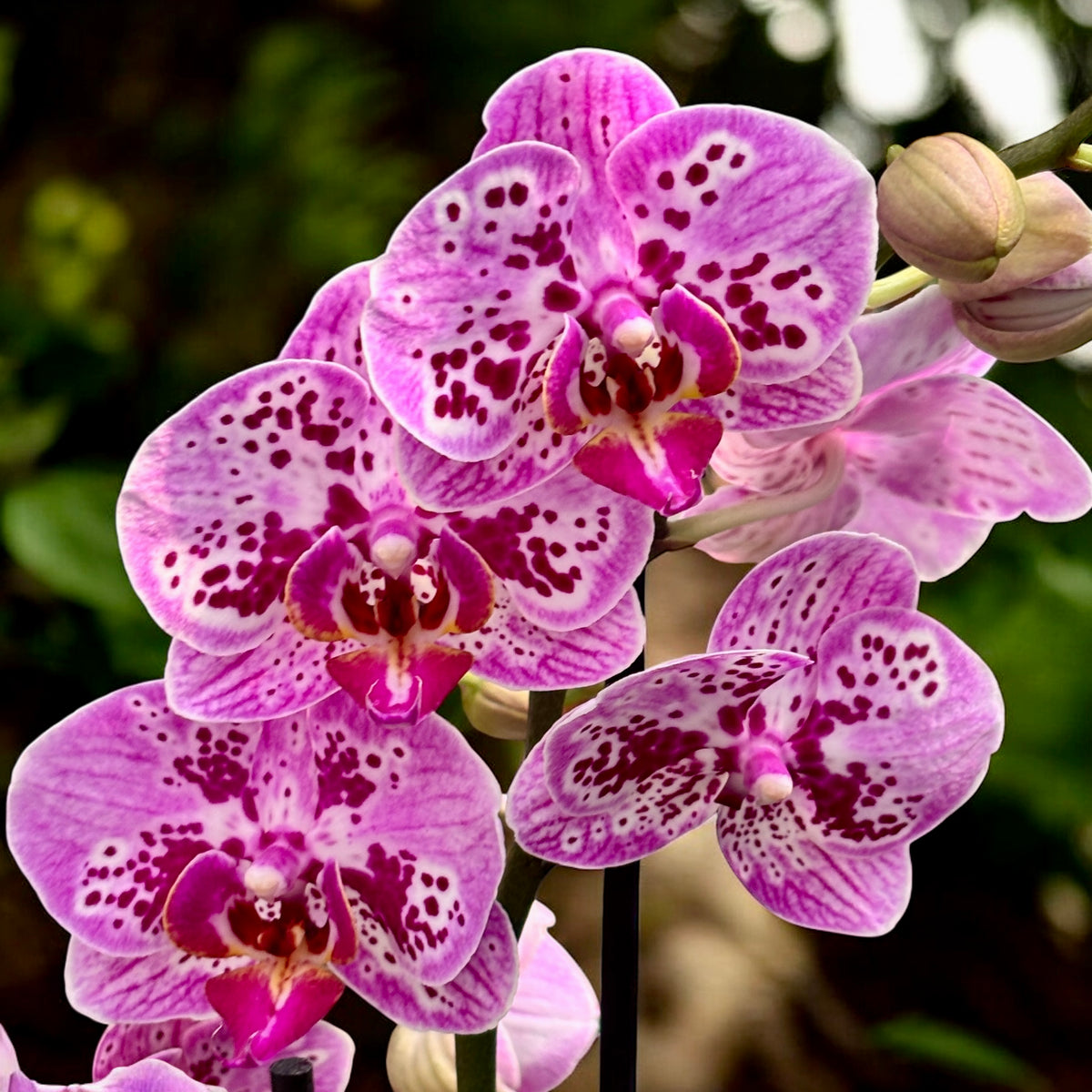 Phalaenopsis Parade