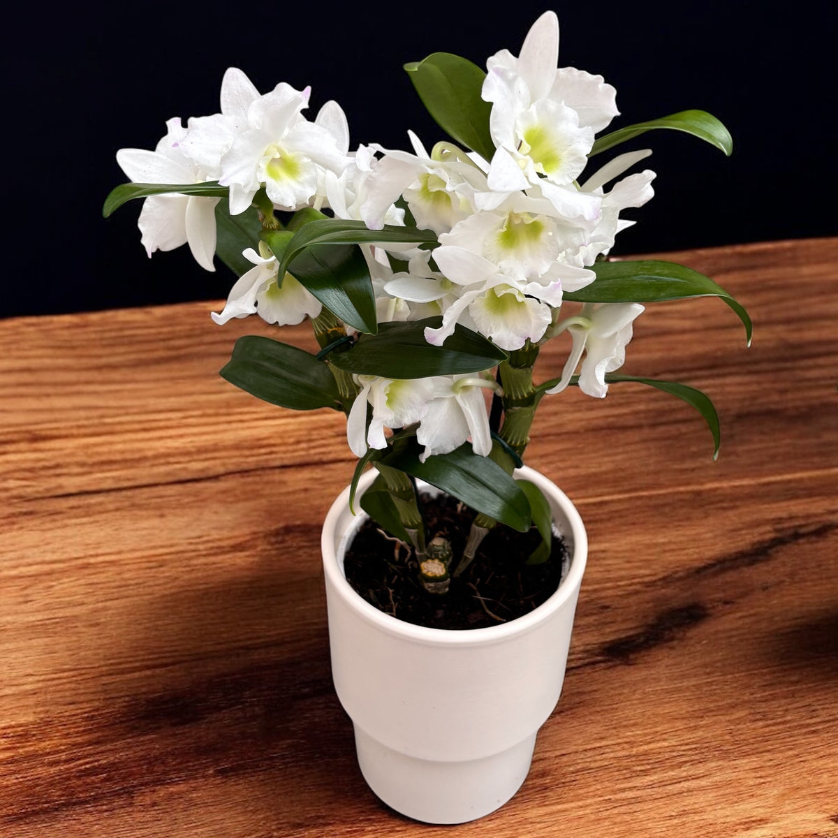 Dendrobium nobile Apollon (flori parfumate)