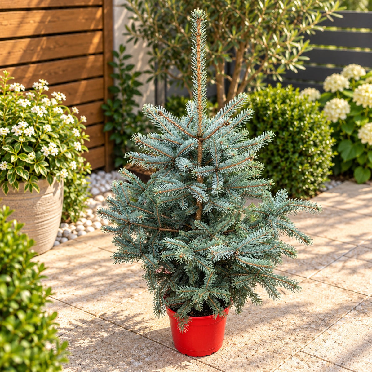 Brad argintiu in ghiveci XL - Picea pungens 'Super Blue' H90-100 cm