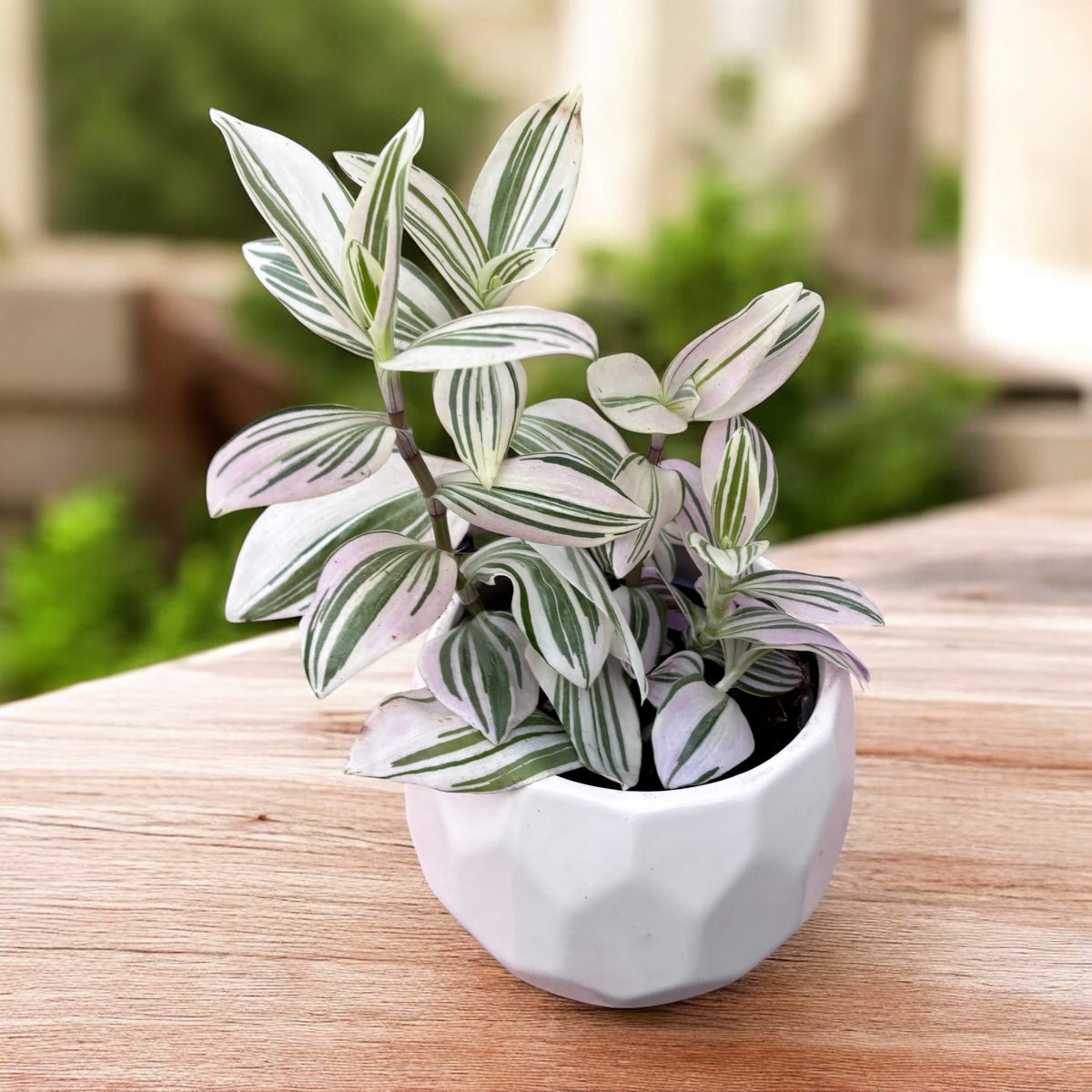 Tradescantia ‘Unicorn’ - planta curgatoare cu frunzis pastelat, in nuante magice