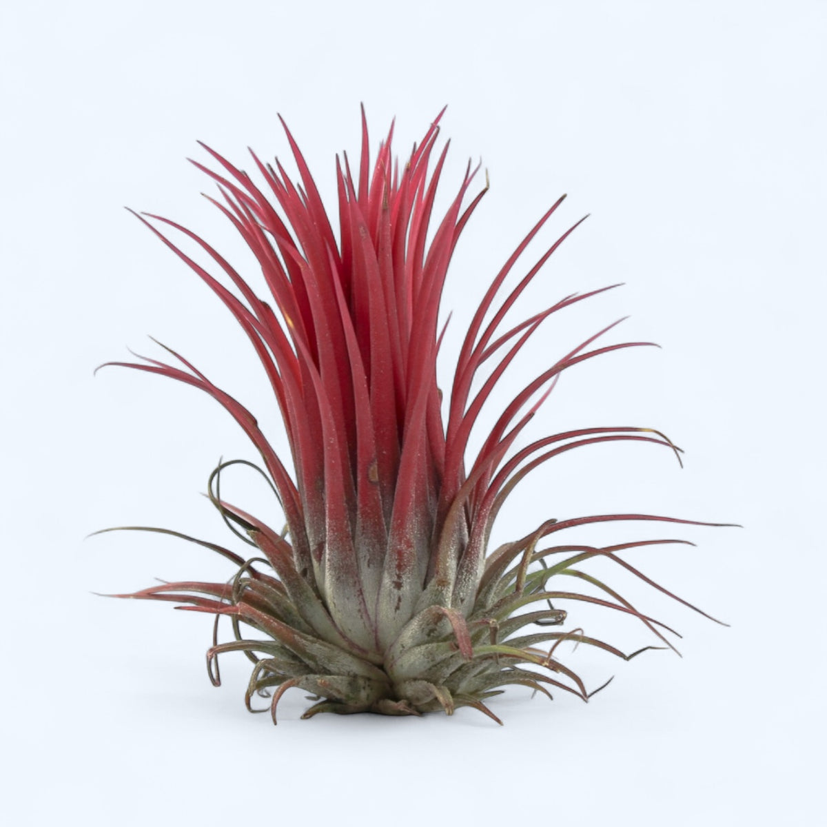 Tillandsia ionantha red XL - red air plant