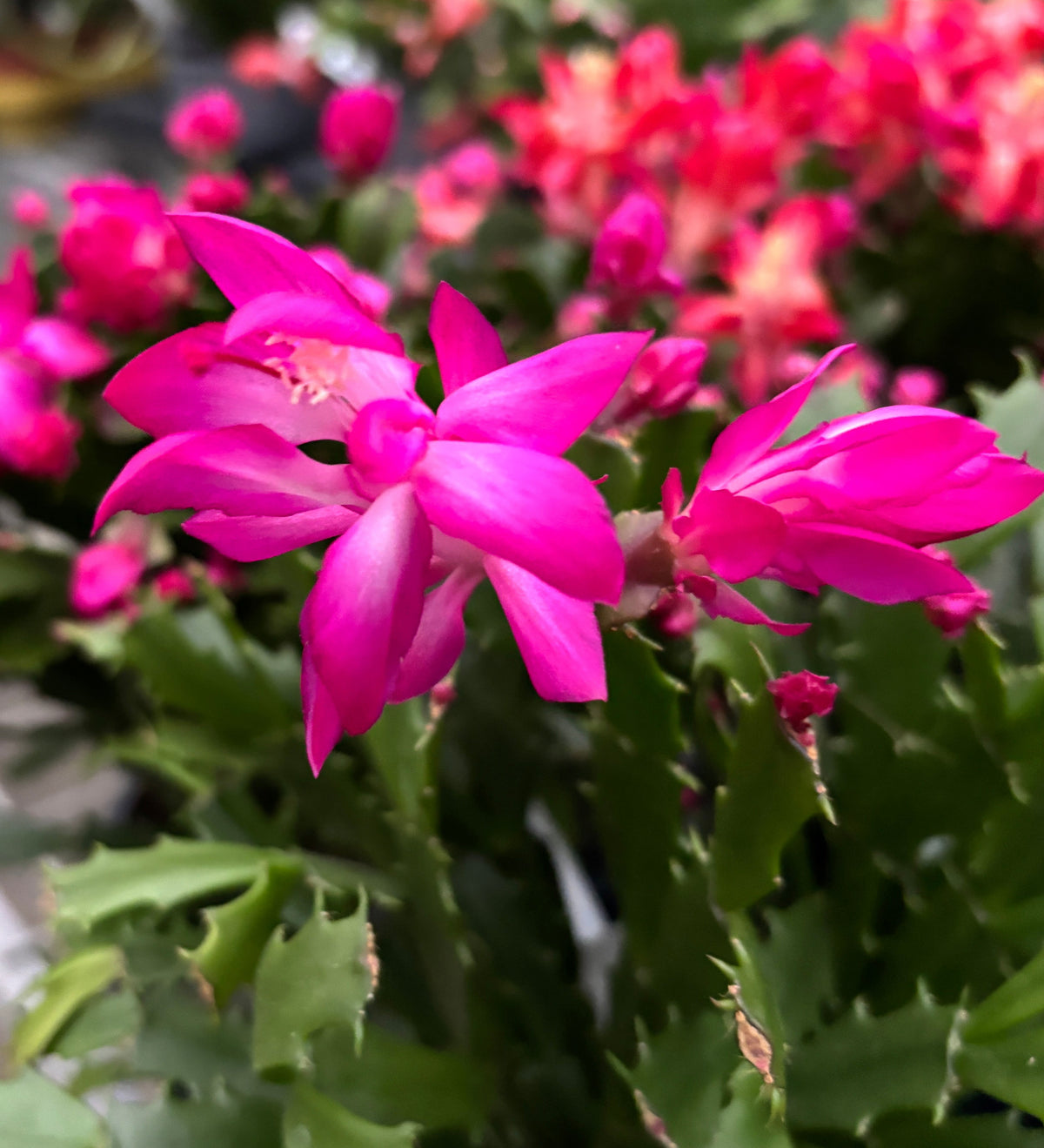 Schlumbergera 'Thor Wild Cactus Pink'