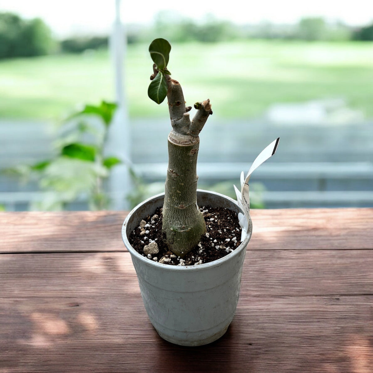 Adenium obesum 'Rose Queen'