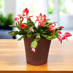Schlumbergera ‘Orange Flame’ (Craciunita) - exemplare XL