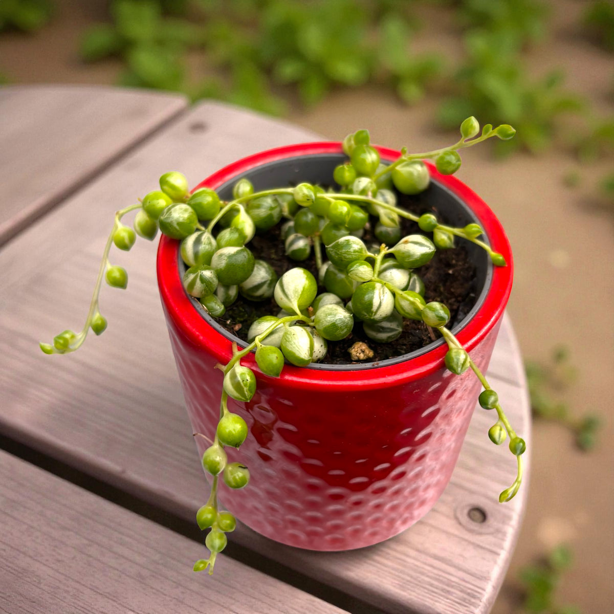 Senecio rowleyanus Variegata - baby plant