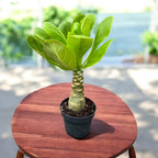 Brighamia insignis (Hawaiian Palm Tree) – planta exotica rar intalnita, cu silueta sculpturala