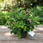 Muscate antitantari - Pelargoniums ‘Angel Parfume Senna' D12