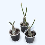 Adenium obesum 'Neige Blanche' (panaché)