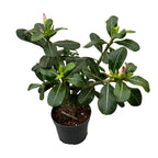 Adenium obesum 'Pink Star' (desert rose)