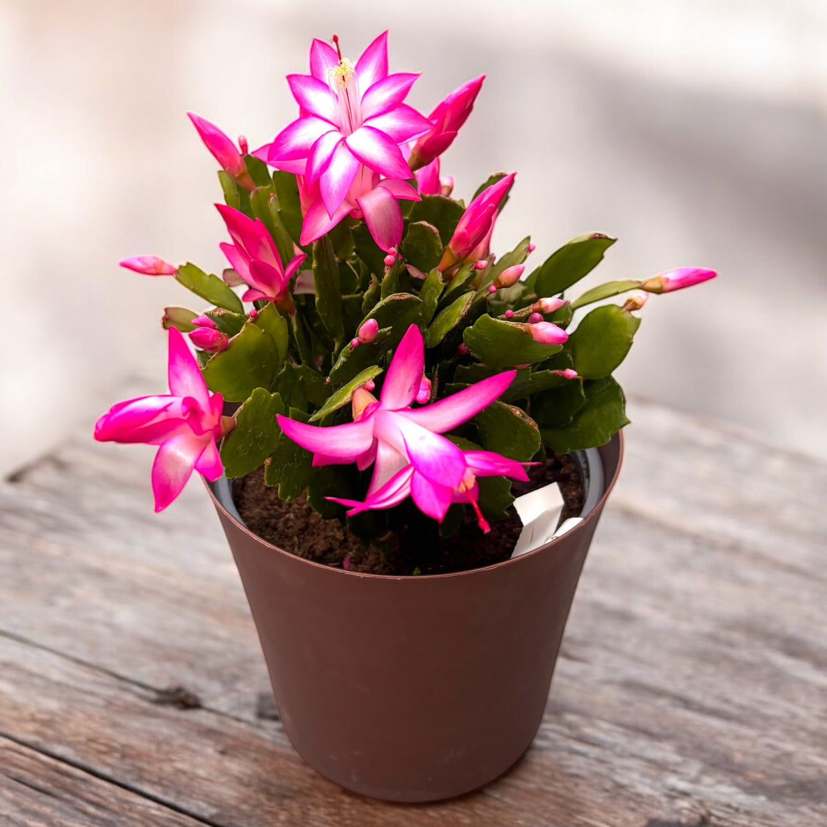 Schlumbergera ‘Cyber Pink’ (pink Christmas Cactus) - XL specimens