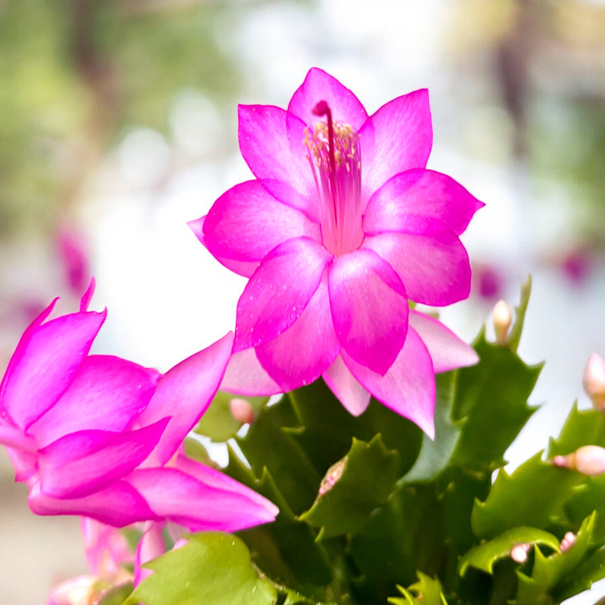 Schlumbergera truncata ‘Flame Pink’ - Christmas cactus