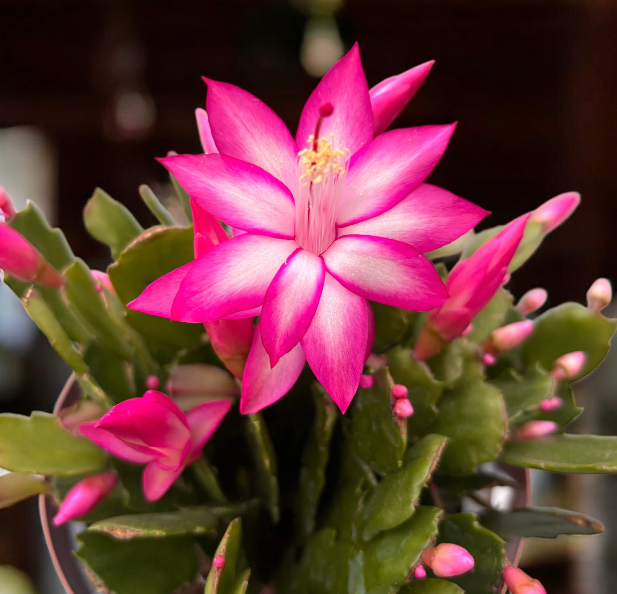 Schlumbergera ‘Cyber Pink’ (pink Christmas Cactus) - XL specimens