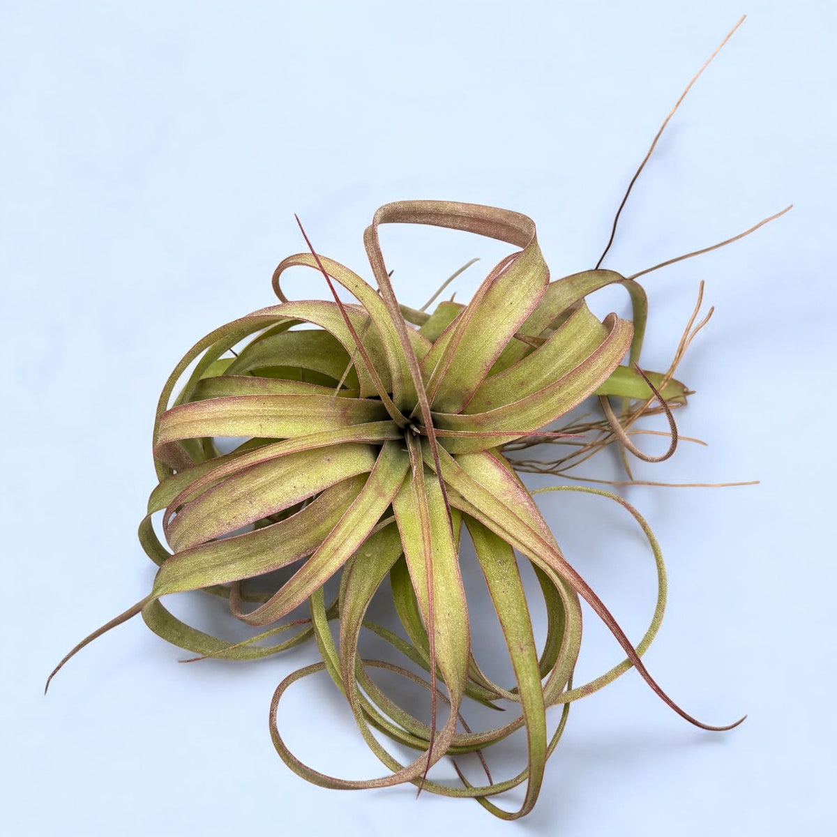 Tillandsia ‘Eric Knobloch’