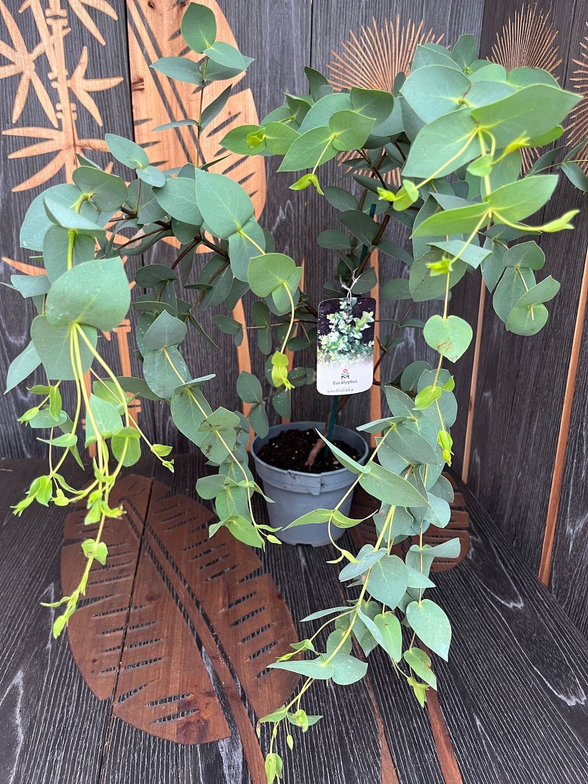 Eucalipt - Eucalyptus stellulata (Black Sally)