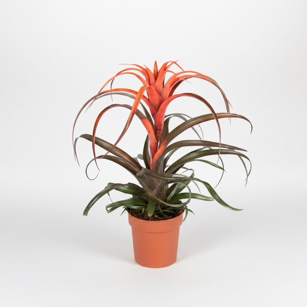 Tillandsia capitata ‘Hermosa’