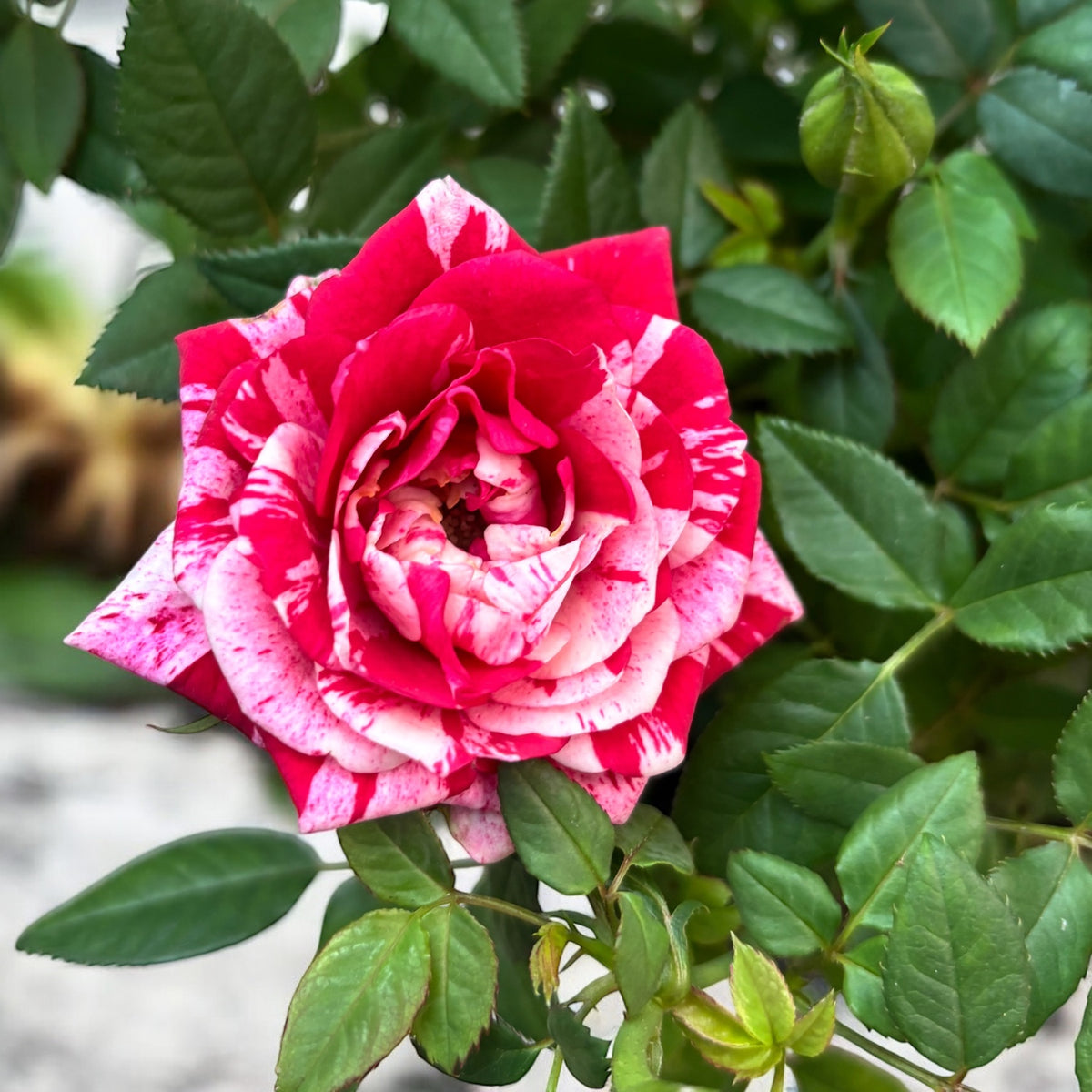 Trandafiri parfumati Rosa ‘Ganna’ - 3-4 plante/ghiveci, pentru gradina, terasa sau balcon