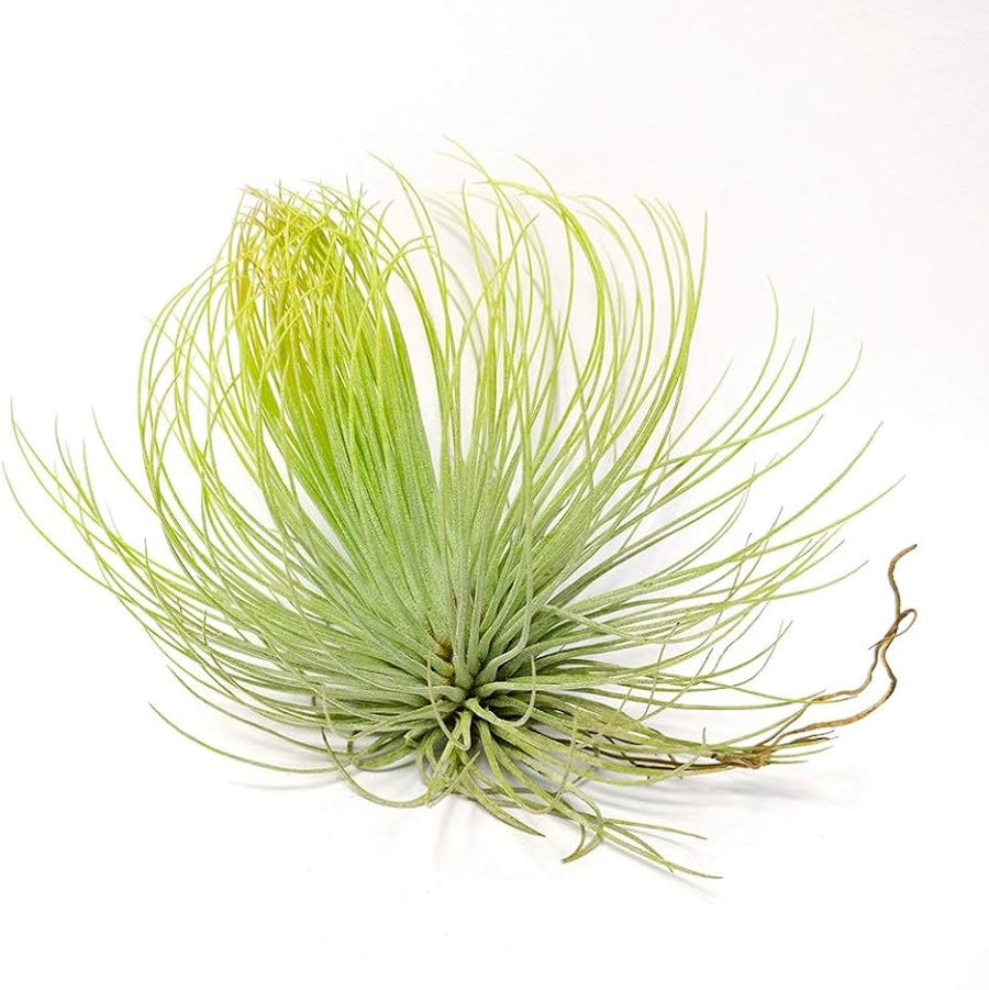 Tillandsia andreana – spherical air plant with fine foliage