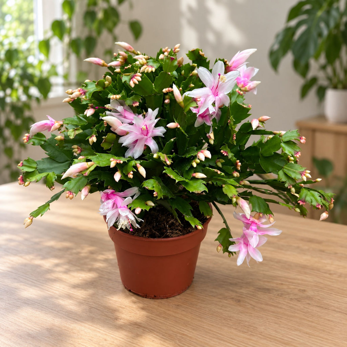 Schlumbergera alba ‘’ White” - exemplare XL