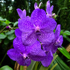 Vanda Tayanee Blue (Ansu)