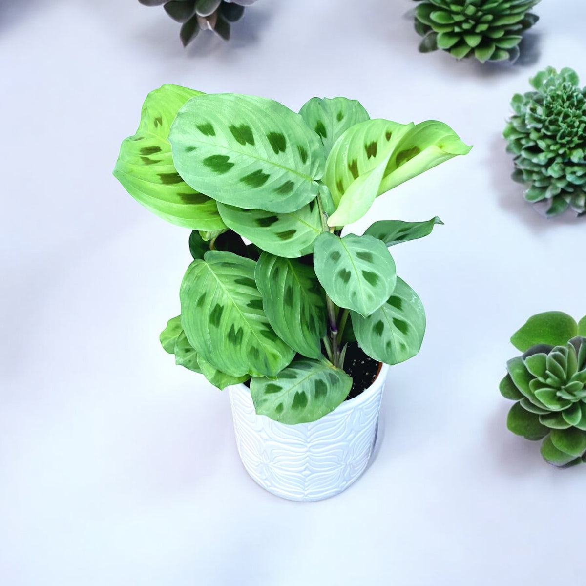 Maranta leuconeura var. kerchoveana (Planta Rugaciunii) - planta tropicala cu model verde spectaculos