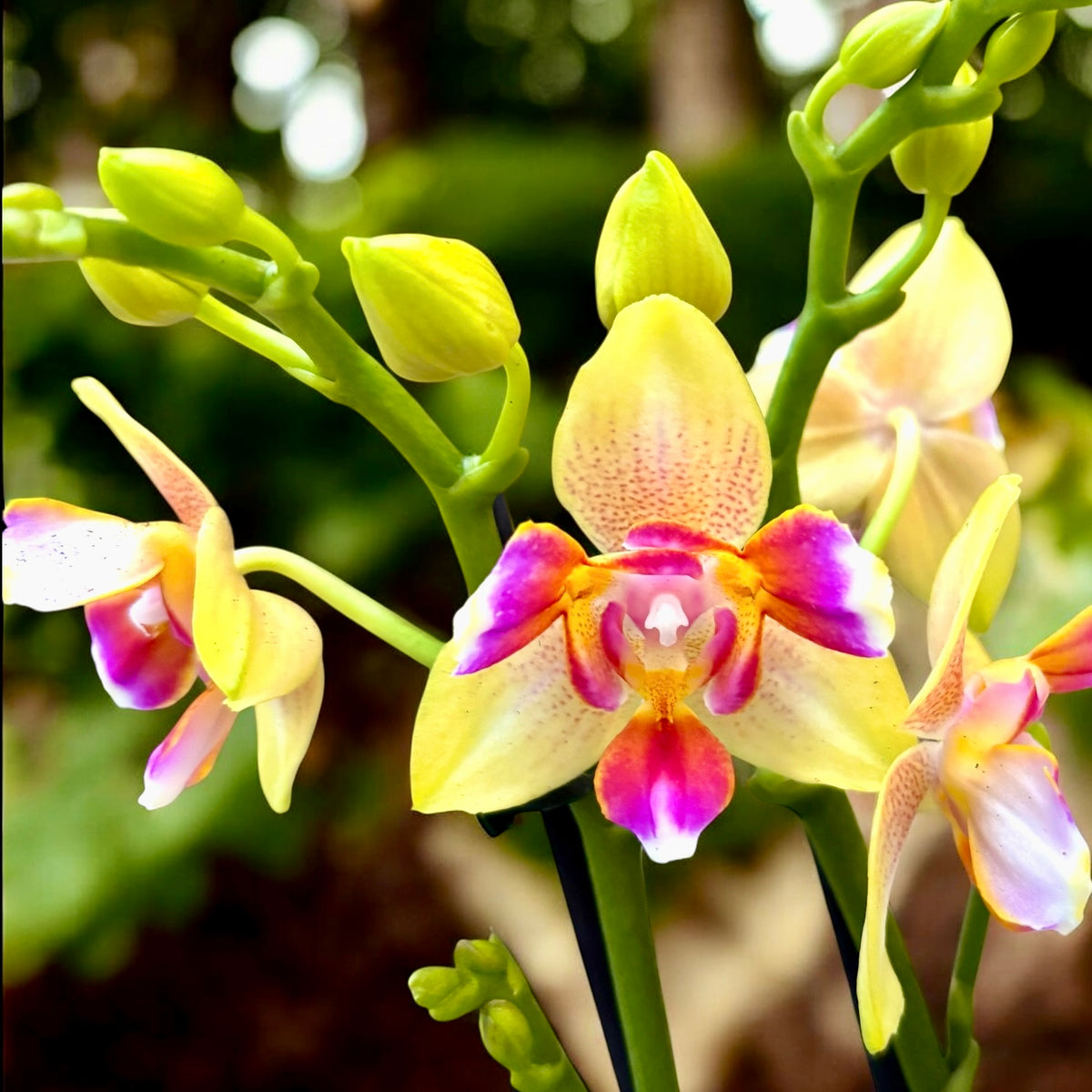 Phalaenopsis I-Hsin Venus peloric - flori intens parfumate