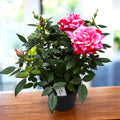Trandafiri parfumati Rosa ‘Ganna’ - 3-4 plante/ghiveci, pentru gradina, terasa sau balcon