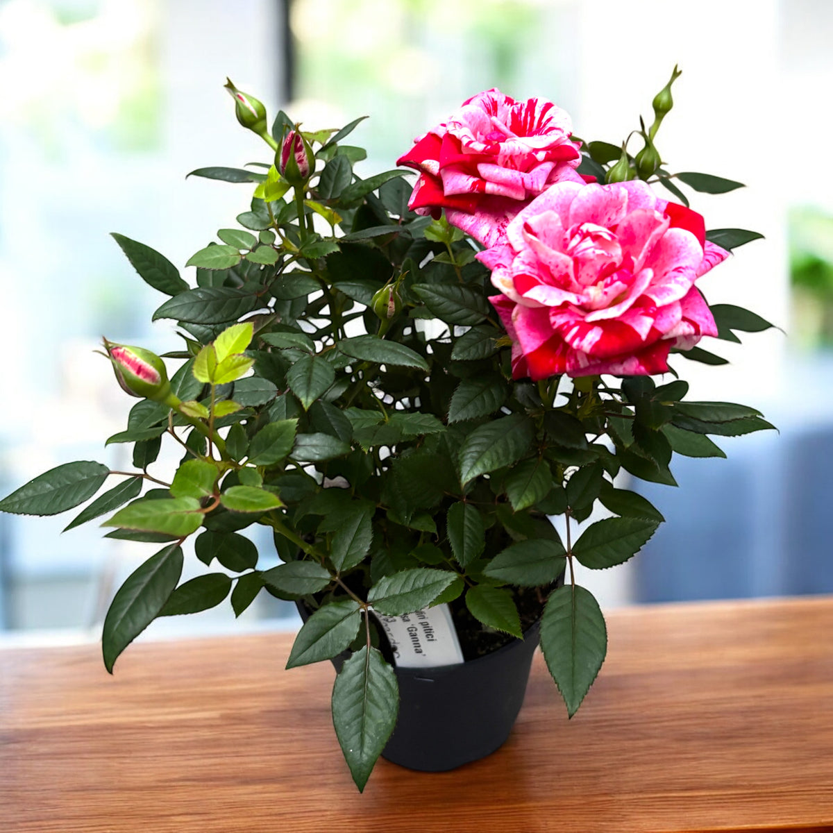 Trandafiri parfumati Rosa ‘Ganna’ - 3-4 plante/ghiveci, pentru gradina, terasa sau balcon