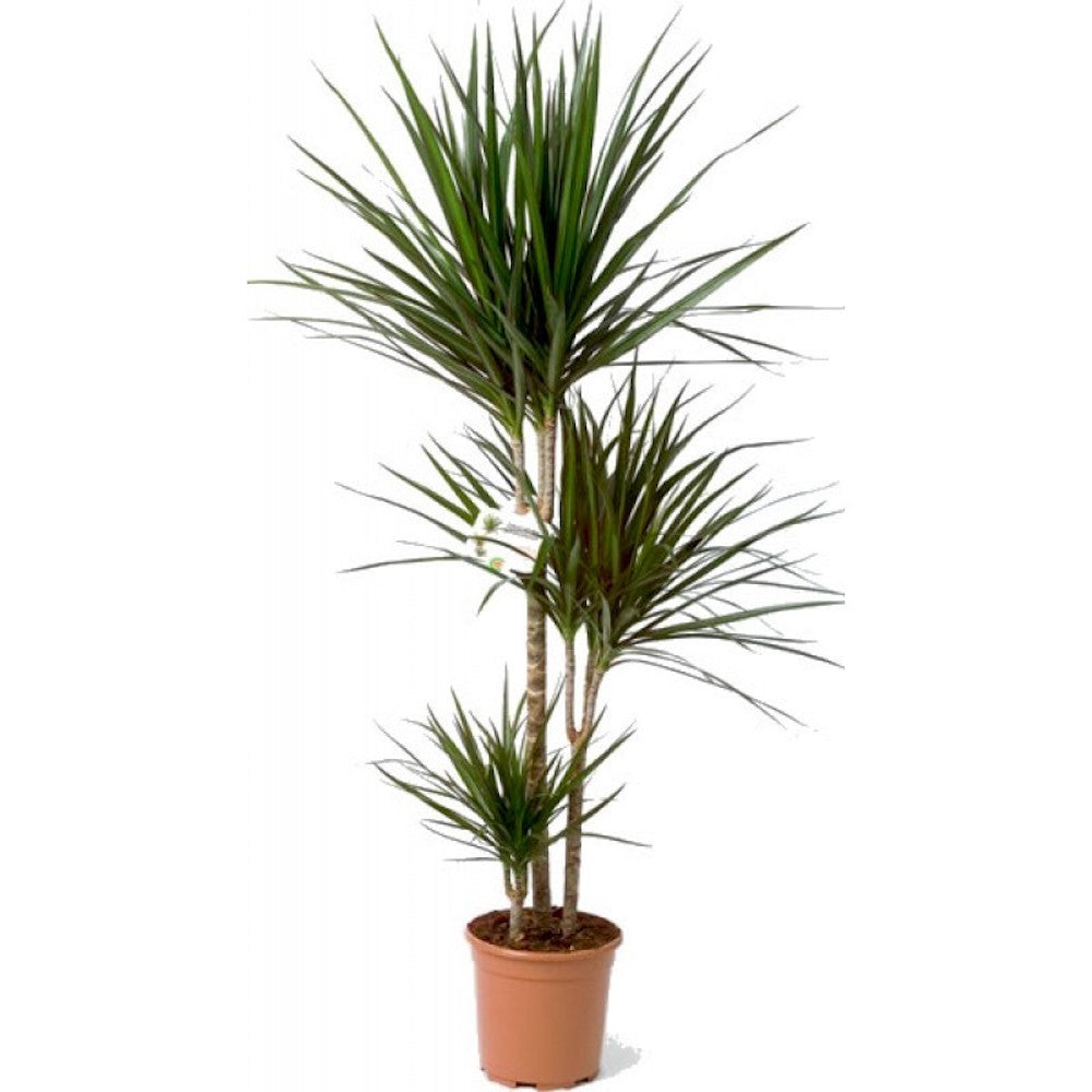 Dracaena Marginata 3 tulpini H160 cm