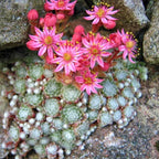 Sempervivum arachnoideum (roślina pajęczynowata)