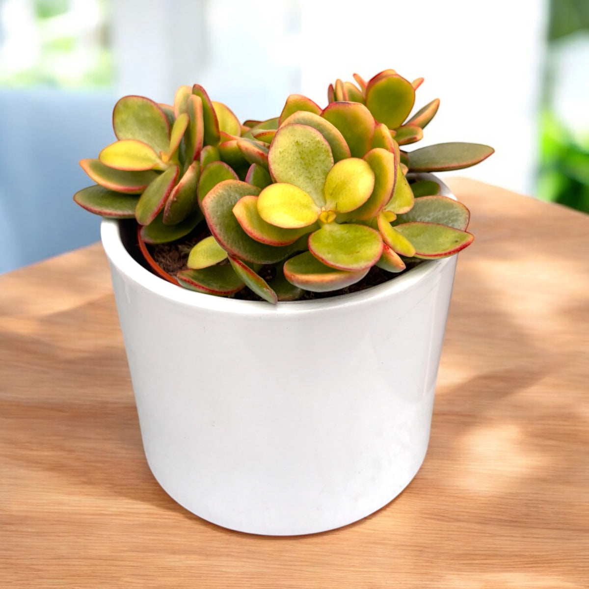 Crassula ovata ‘Indian Summer’ – jade tree with compact foliage and warm shades