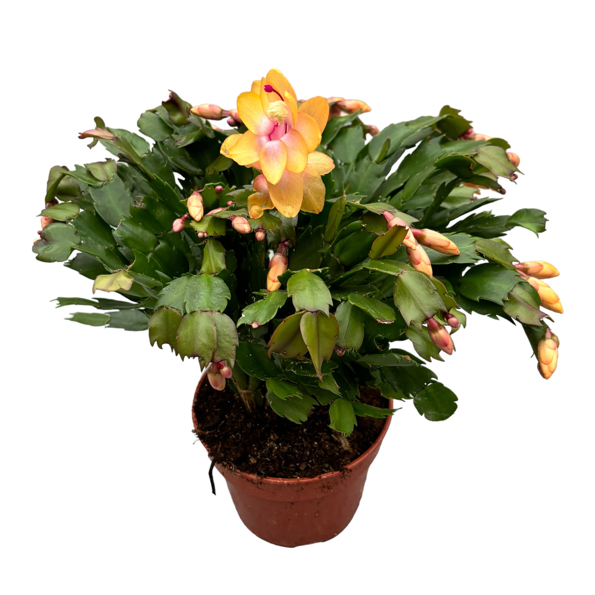 Orange Schlumbergera ‘Orange’ (Christmas cactus) - XXL specimens