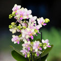 Phalaenopsis Blossom Bliss
