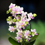 Phalaenopsis Blossom Bliss
