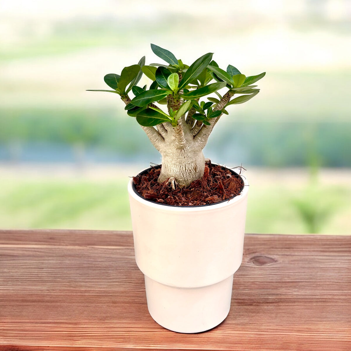 Adenium arabicum -  trandafirul desertului cu caudex impresionant si flori exotice
