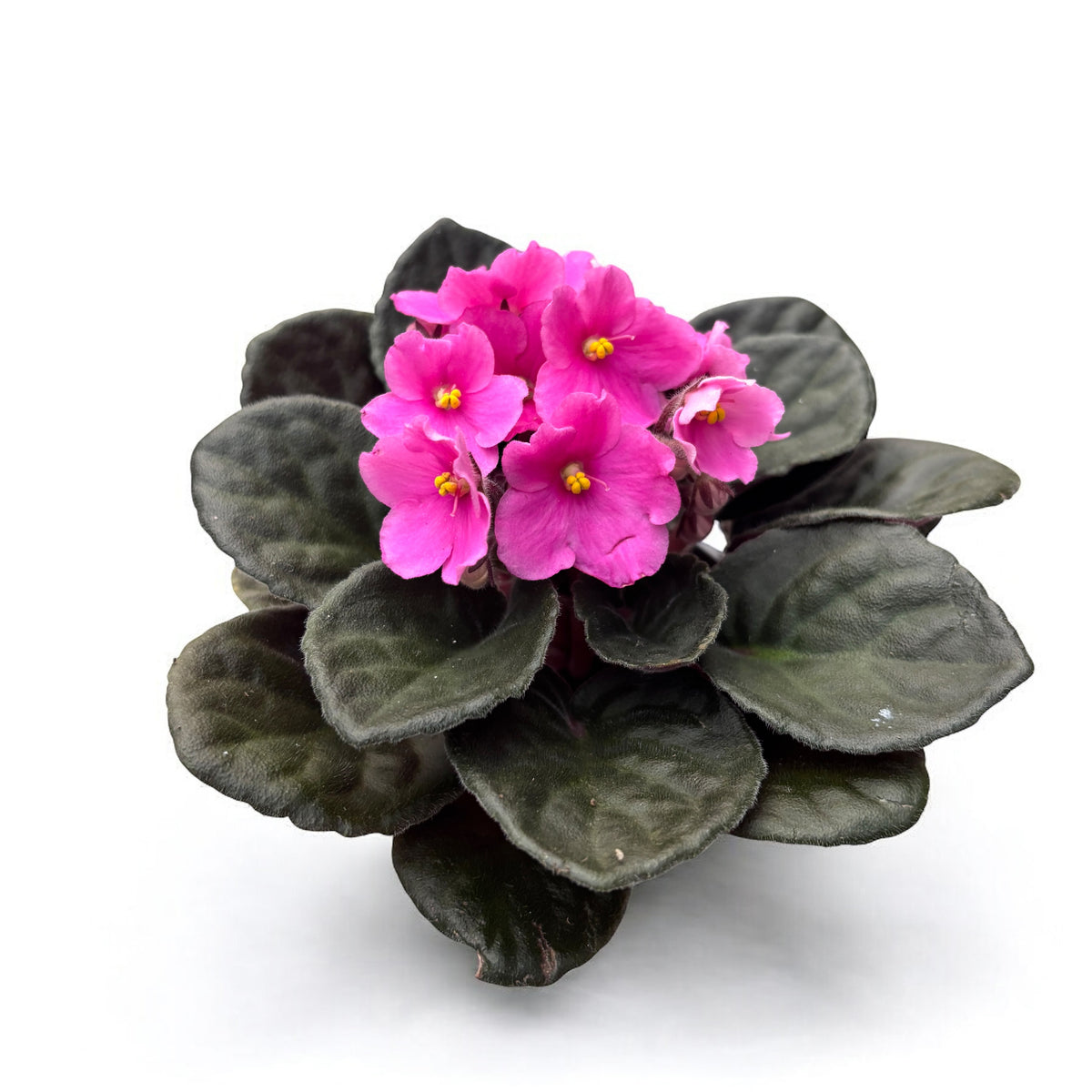 Saintpaulia Inova Spectra Amy - rosa violett