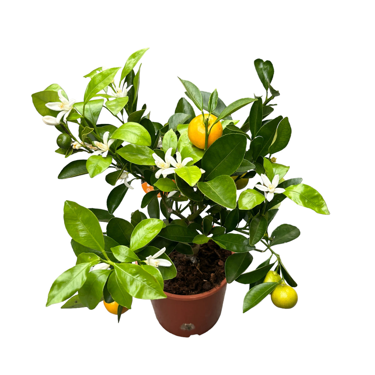 Calamondin Oriana (Citrina)