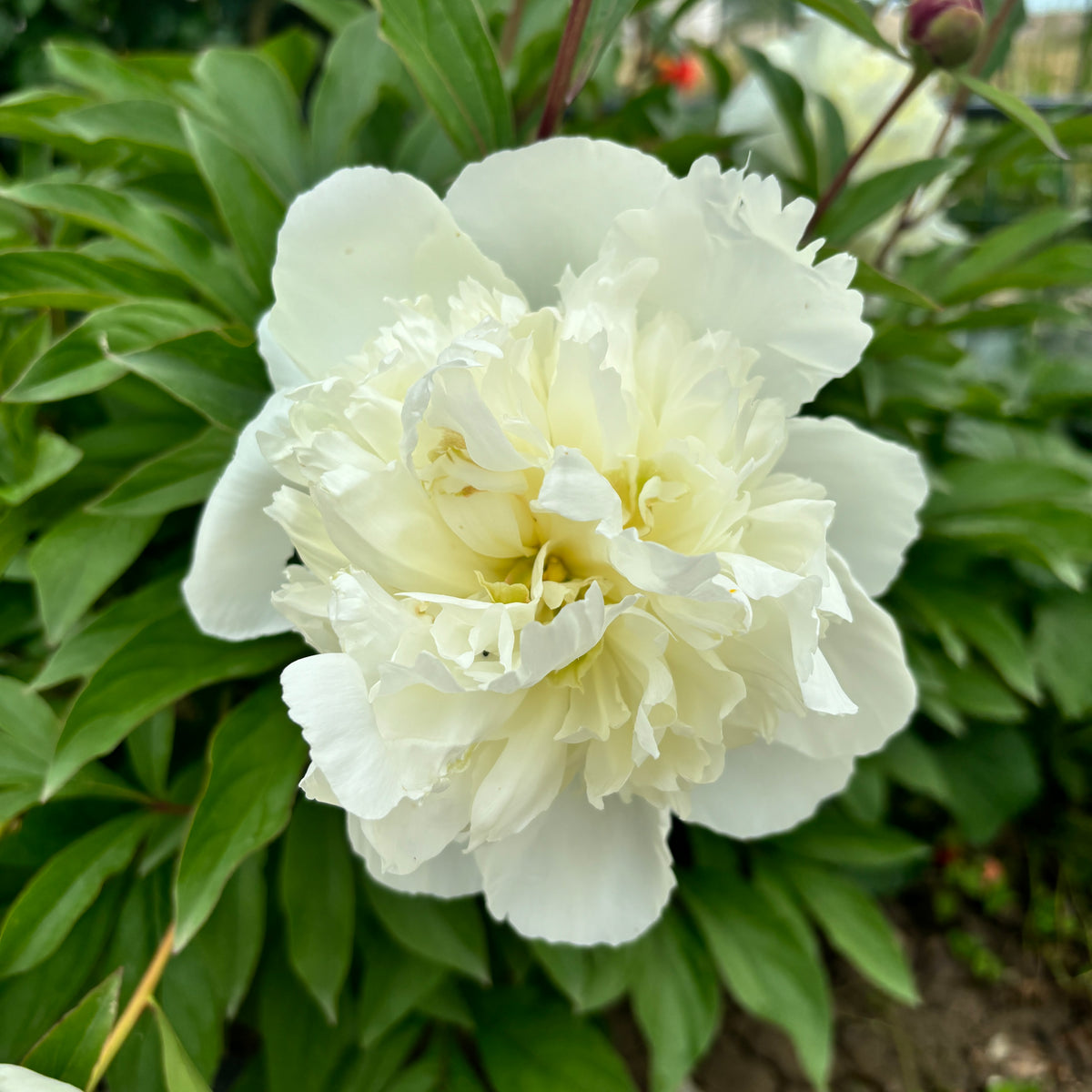 Bujori de gradina parfumati - Paeonia lactiflora 'Duchesse de Nemours'